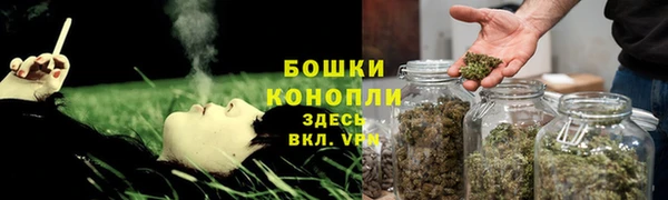 прущие грибы Дмитриев